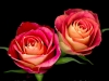0605-07-double-red-confetti-roses