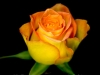 0605-09-single-yellow-confetti-rose
