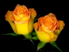 0605-10-double-yellow-confetti-roses