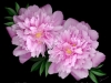 Alt/Title text Kansas Peonies
