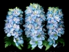 0608-01-delphinium-trio