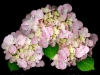 0608-02-pink-hydrangea
