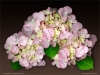 0801-01-pink-hydrangea-brown