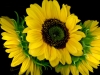 0805-02-triple-sunflower