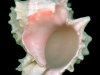 0604-01-pink-murex-shell