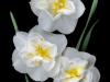 0604-03-white-daffodil-trio