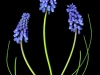 0605-01-grape-muscari
