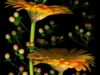 0605-03-gerbera-daisies-hypericum