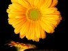 0605-04-orange-gerbera-daisies