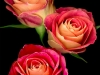 0605-08-triple-red-confetti-roses
