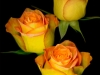 0605-11-triple-yellow-confetti-roses
