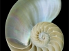 0707-04-nautilus-shell