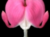 Dicentra spectabalis - Bleeding Heart