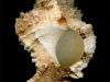0807-01-brown-murex-shell