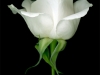 1002-02-white-rose-black_0