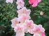 1106-01-MaryAhern-conversation-piece-azalea-10x72