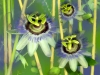 Passion Flowers and Bamboo