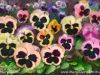 Pansy Field