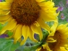 Sunflowers with Asters
