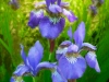 Siberian Iris Trio