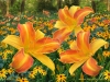 Frans Hals Daylilies with Rudbeckia