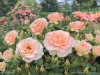 Peggy\'s Rose Garden