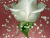 Digital Mixed Media Painting