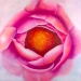 Original Fine Art and Prints
