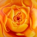Original Fine Art and Prints