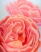 Original Fine Art and Prints