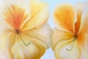 Original Fine Art and Prints