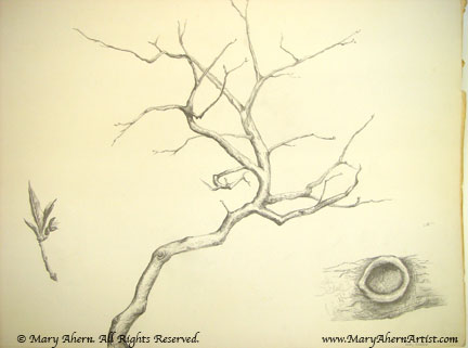 Branch with details, an early horticultural drawing