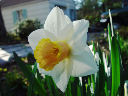 Entry Garden Daffodils