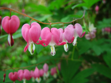 Dicentra spectabilis close-up Dicentra spectabilis close-up