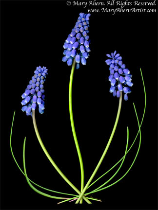 Digital Mixed Media Painting - Grape Muscari