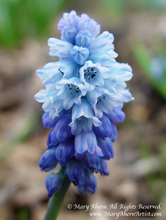 Muscari azureum