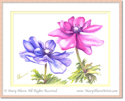 Anemone coronaria in a Watercolor Painting