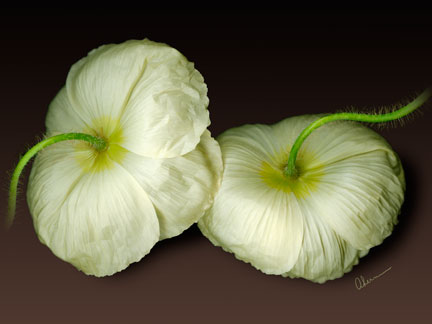 Champagne Poppies on a Brown Background