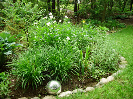 One of the very rare sunny spots in my garden hosts the peonies