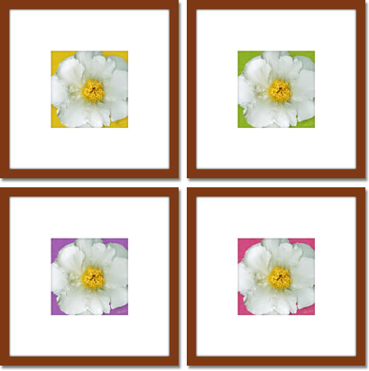 Single White Peony series of digital paintings