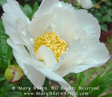 2006-06-01-peony-krinkled-white The Krinkled White is a single peony prized for its simplicity