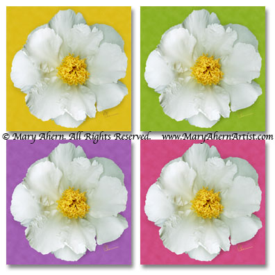 Peony-series5 Four different background treatments of the Krinkled White Peony