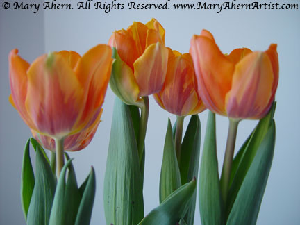 Snapshot of some Orange Tulips I used as the basis of this series of Art works