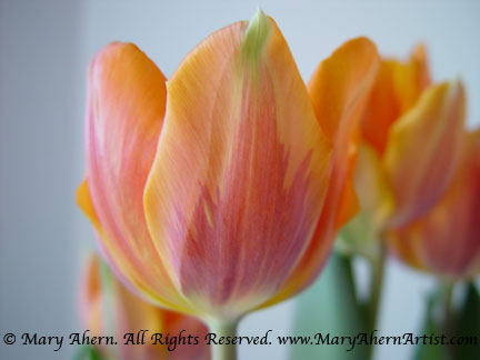 I took this snapshot of these orange tulips using natural light in my studio