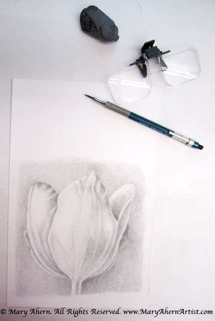 Tonal drawing of a tulip. I use a pair of magnifying lenses which I hook onto my bifocals to help me see the details