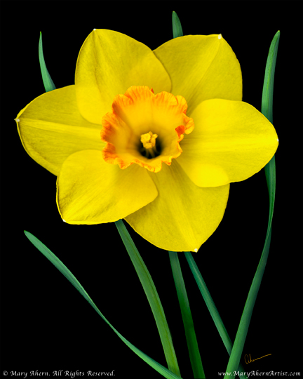 ahern-single-yellow-daffodil Mary Ahern the Artist's "Single Yellow Daffodil"